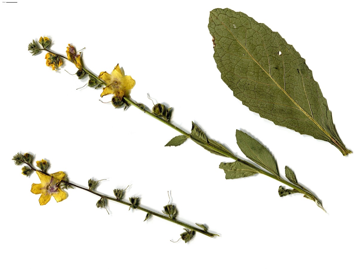 Verbascum virgatum (Scrophulariaceae)